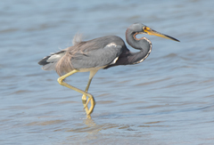 Egretta tricolor image