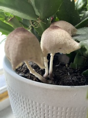 Leucocoprinus ianthinus