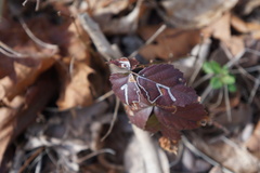 Stigmella villosella