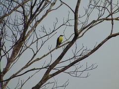 Pitangus sulphuratus