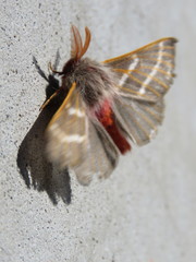 Hemileuca rubridorsa