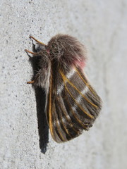 Hemileuca rubridorsa