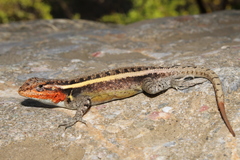 Sceloporus smithi