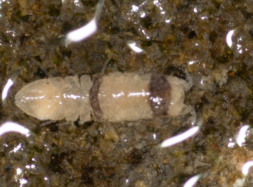 Joeropsis dubia
