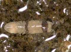 Image of Joeropsis dubia