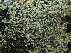 Lecanora polytropa