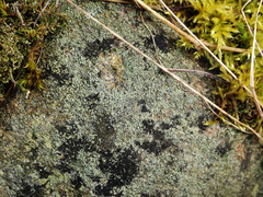Lecanora polytropa