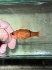Barred Cardinalfish photo 1