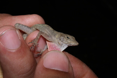 Anolis compressicauda