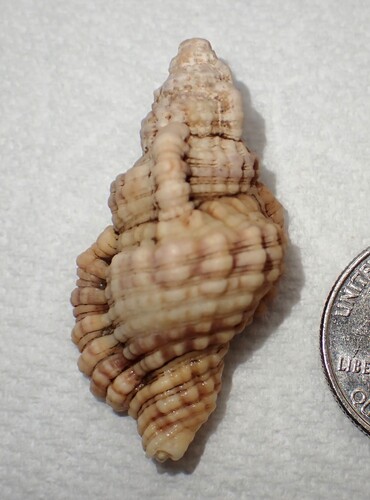 Cymatium nicobaricum, 2026-02-08