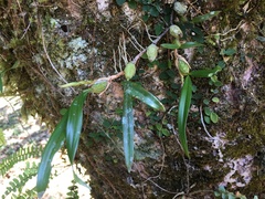 Pholidota cantonensis