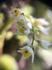 Pholidota cantonensis