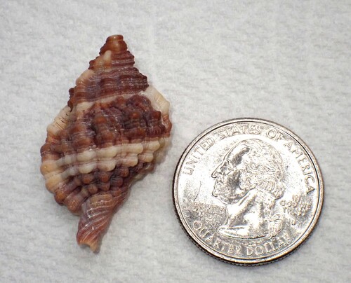 Gutturnium muricinum observed 2026-02-08