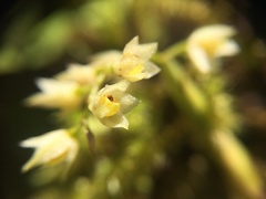 Pholidota cantonensis