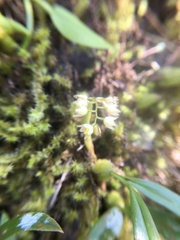 Pholidota cantonensis