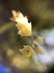 Pholidota cantonensis