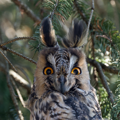 View observation of {o.common_name} on iNaturalist