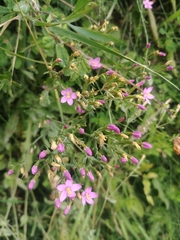 Centaurium cachanlahuen