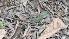 Basiliscus galeritus