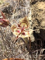 Calochortus tiburonensis