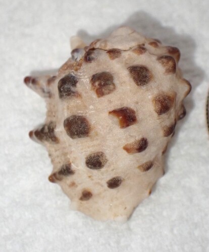 Drupa ricinus observed 2026-02-08