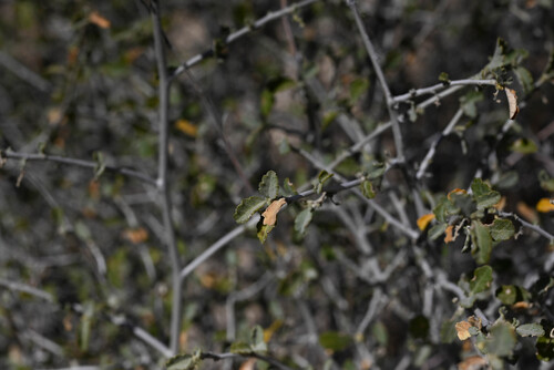 Western Bernardia (Bernardia incana)