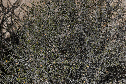 Bernardia incana, photograph 1