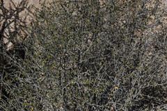 Bernardia incana, photograph (c) Anders Hastings, some rights reserved (CC BY)