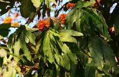 Saraca asoca