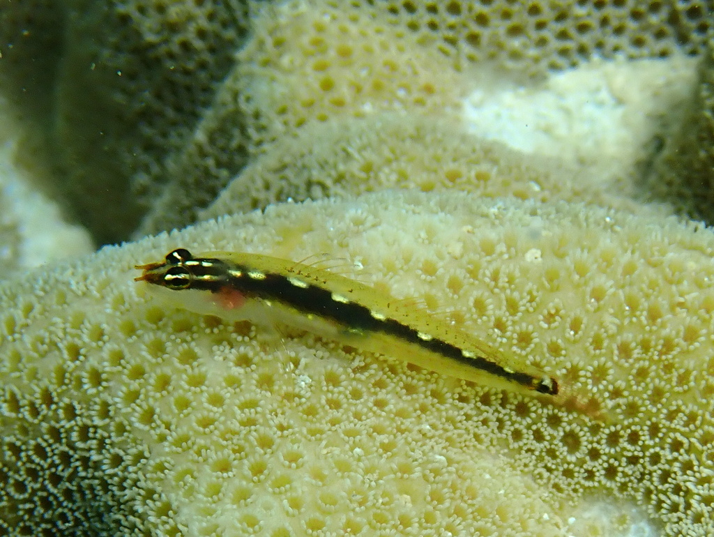 Redstripe dwarfgoby (Eviota sebreei) — Gobiidae