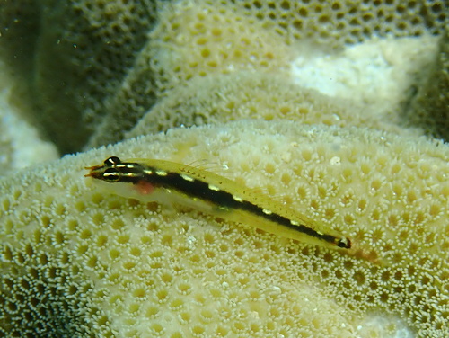 Redstripe dwarfgoby (Eviota sebreei) — Gobiidae