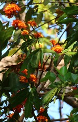 Saraca asoca