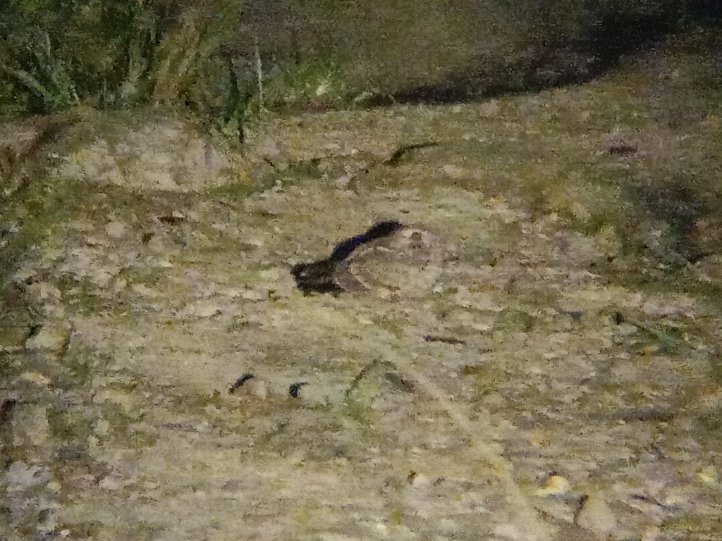Savanna Nightjar (Caprimulgus affinis)