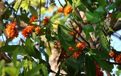 Saraca asoca