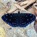 Tronadora Azul - Photo (c) fabianochoa08, algunos derechos reservados (CC BY-NC)