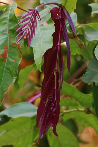 Saraca asoca
