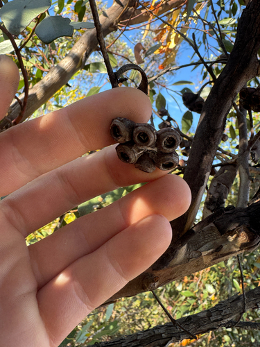 Eucalyptus cernua, photograph 4