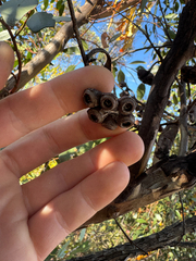 Eucalyptus cernua, photograph (c) Tyler Anthony, some rights reserved (CC BY)