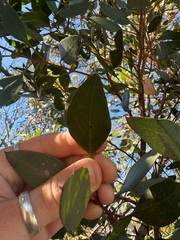 Eucalyptus cernua, photograph (c) Tyler Anthony, some rights reserved (CC BY)