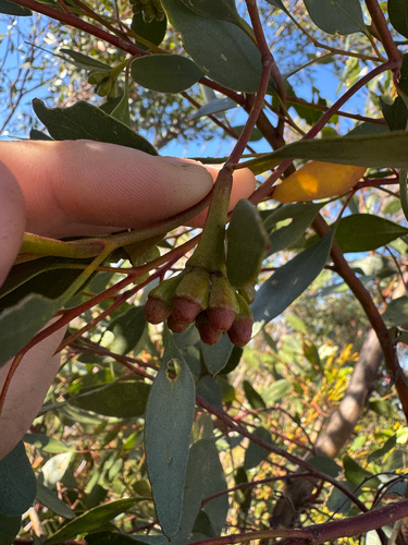 Eucalyptus cernua, photograph 6