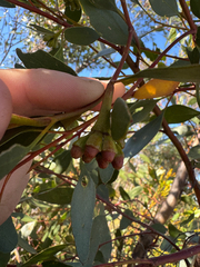 Eucalyptus cernua, photograph (c) Tyler Anthony, some rights reserved (CC BY)