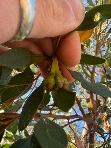 Nodding Mallet (Eucalyptus cernua)