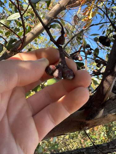 Eucalyptus cernua, photograph 3