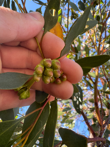 Eucalyptus cernua, photograph 2