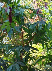 Saraca asoca