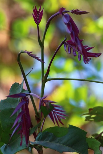 Saraca asoca