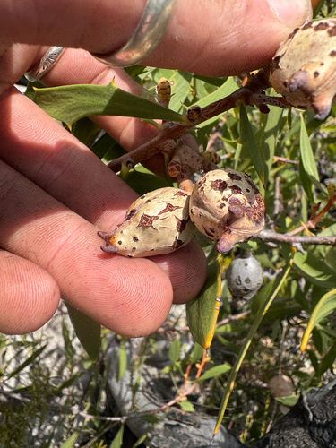 Hakea nitida