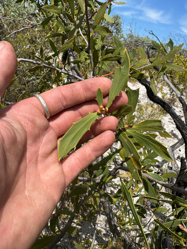Hakea nitida, photograph 2