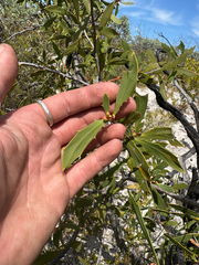 Hakea nitida, photograph (c) Tyler Anthony, some rights reserved (CC BY)