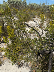 Hakea nitida, photograph (c) Tyler Anthony, some rights reserved (CC BY)